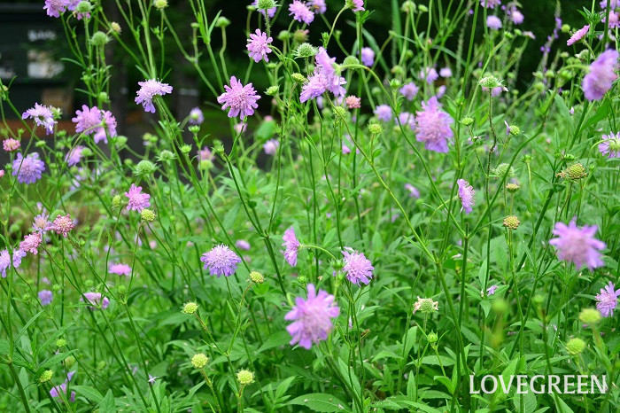夏の花でガーデニング｜暑さに強い花～多年草（宿根草）　クナウティア