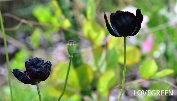 黒花ポピー ブラックマジック シックな花色が魅力の春の花 Lovegreen ラブグリーン
