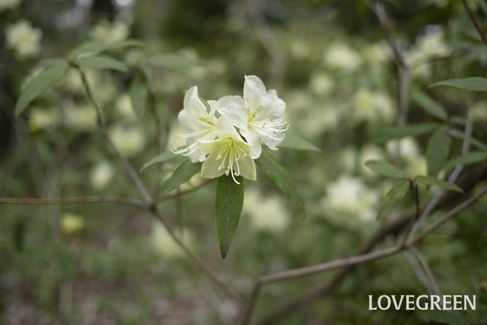 ツツジとは 花言葉 咲く季節 育て方と剪定 サツキとの違いや見分け方 Lovegreen ラブグリーン