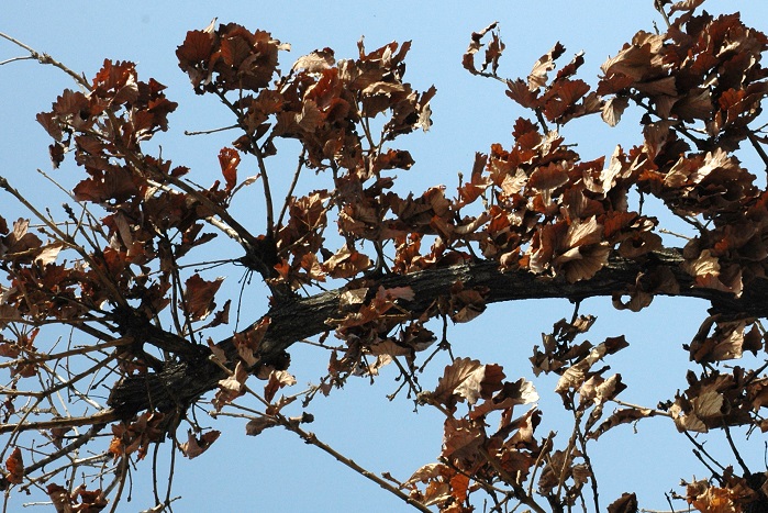 柏　秋に枯れた葉は、冬の間も枝から落ちません