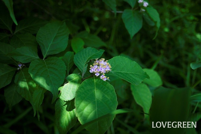 初夏に咲く木の花16種ムラサキシキブ（紫式部）