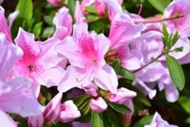 ツツジ|花咲く季節、種類、サツキとの違いと見分け方 | LOVEGREEN(ラブグリーン)