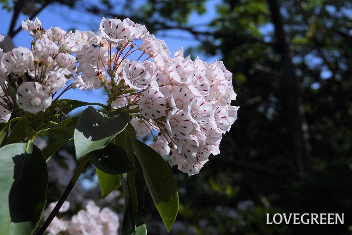 初夏に咲く木の花16種カルミア