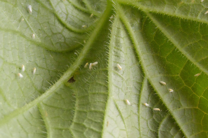観葉植物　夏場の管理　病気の対策　虫の対策　水やり　育て方