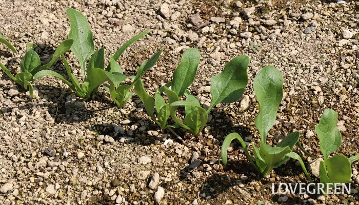 ホウレンソウ栽培 種の選び方 種まき 発芽の様子 Lovegreen ラブグリーン