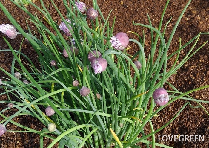 チャイブ　花　特徴　育て方