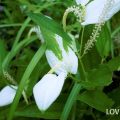 初夏に咲く花ハンゲショウ
