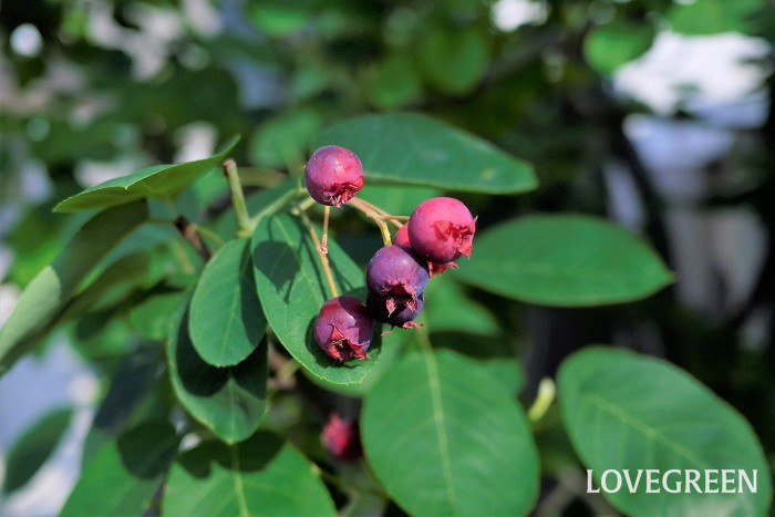 バラ科の果物19種ジューンベリー