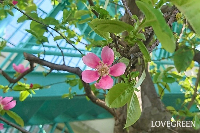バラ科の果物の花5種カリン