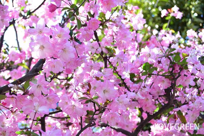 ハナカイドウの花言葉 種類 特徴 色別の花言葉 Lovegreen ラブグリーン
