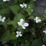 初夏に咲く花ドクダミ