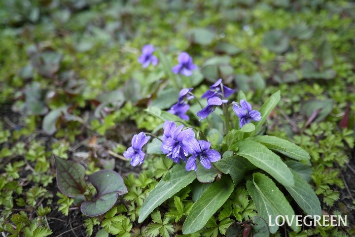 冬から早春（1月～3月）に咲く紫色の野草の花スミレ