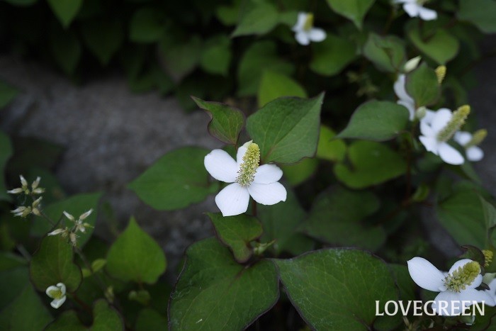 夏（6月～8月）に咲く白色の野草の花ドクダミ