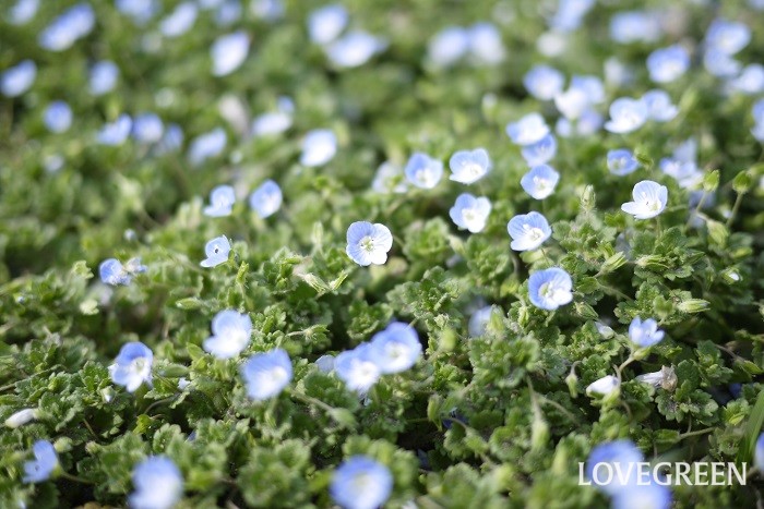 冬から早春（1月～3月）に咲く青色の野草の花オオイヌノフグリ