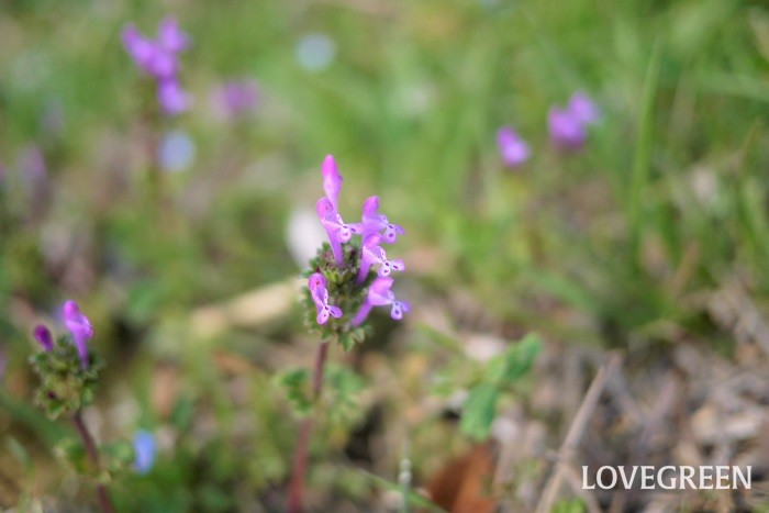 冬から早春（1月～3月）に咲く紫色の野草の花ホトケノザ