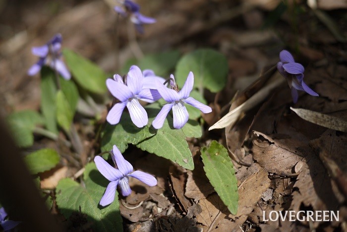 冬から早春（1月～3月）に咲く紫色の野草の花コスミレ