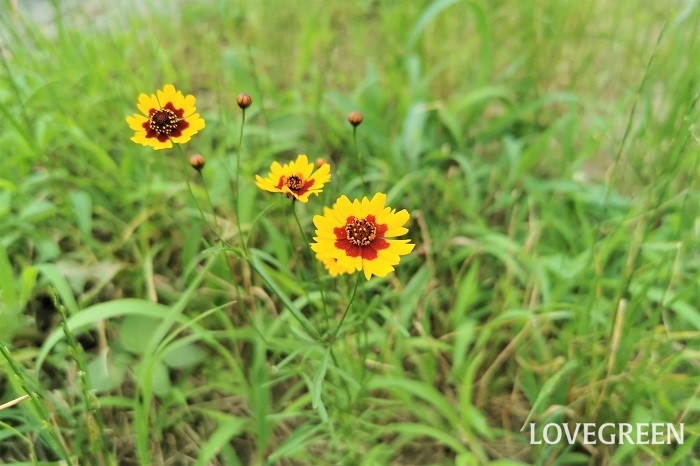 夏（6月～8月）に咲くオレンジ色の野草の花ハルシャギク