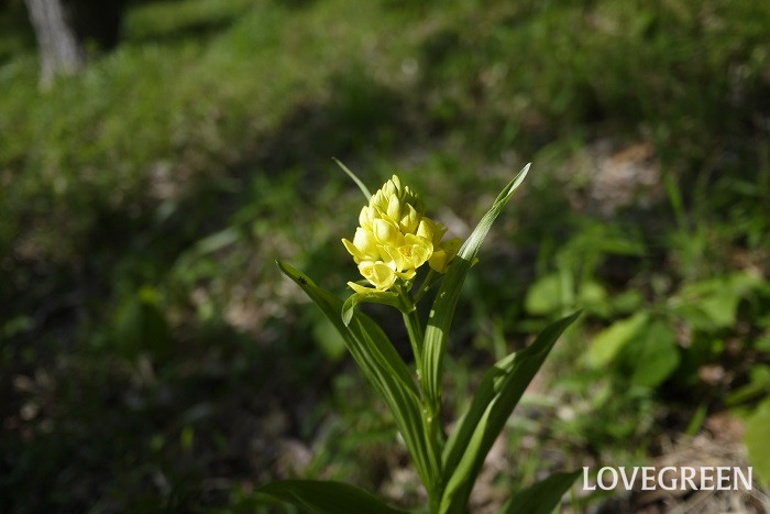 春（4月～5月）に咲く黄色の野草の花キンラン