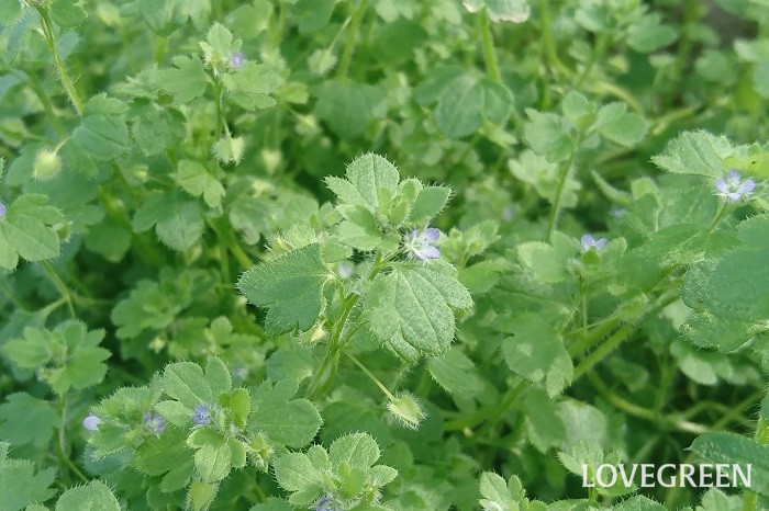 冬から早春（1月～3月）に咲く青色の野草の花フラサバソウ