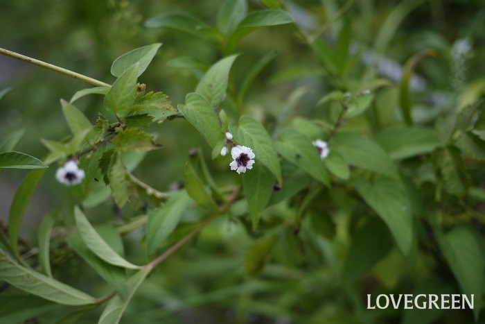 夏（6月～8月）に咲く白色の野草の花ヘクソカズラ