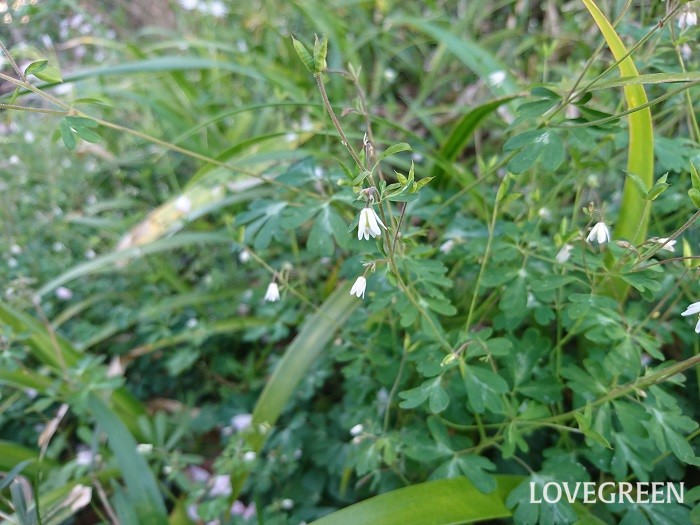 冬から早春（1月～3月）に咲く白色の野草の花ヒメウズ