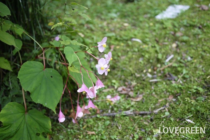 秋（9月～11月）に咲くピンク色の野草の花シュウカイドウ
