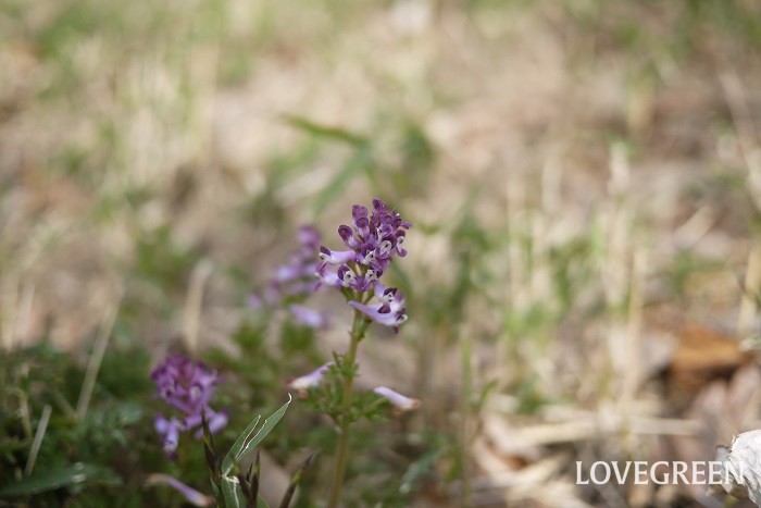 春（4月～5月）に咲く紫色の野草の花ムラサキケマン