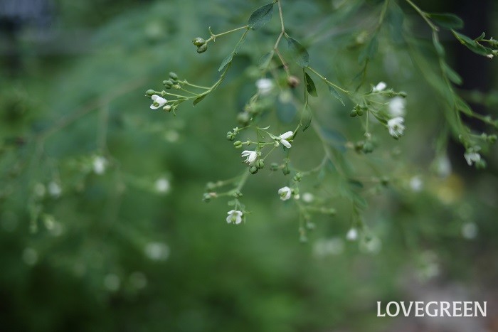 夏（6月～8月）に咲く白色の野草の花マツカゼソウ