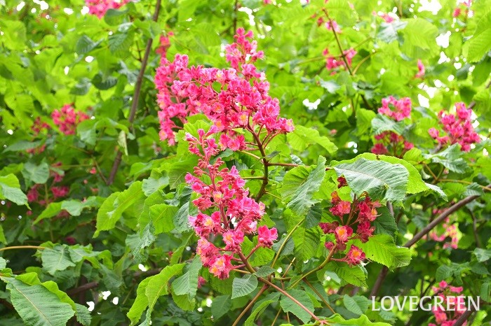 ベニバナトチノキの花言葉 種類 特徴 色別の花言葉 Lovegreen ラブグリーン