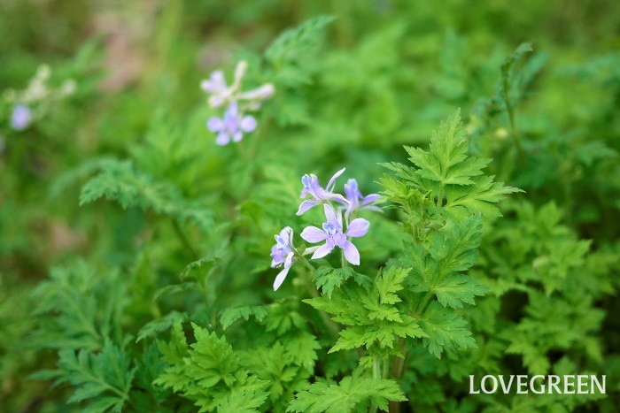 春（4月～5月）に咲く青色の野草の花セリバヒエンソウ
