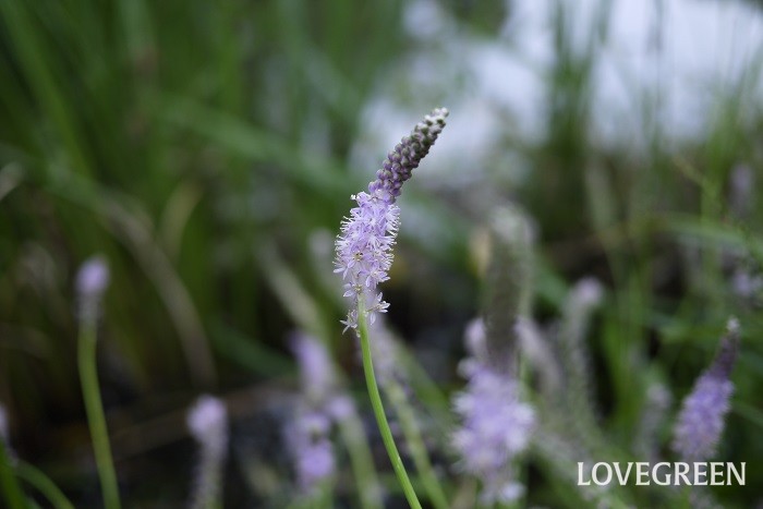 夏（6月～8月）に咲く紫色の野草の花ツルボ