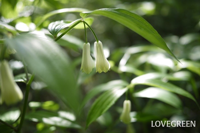 春（4月～5月）に咲く白色の野草の花ホウチャクソウ
