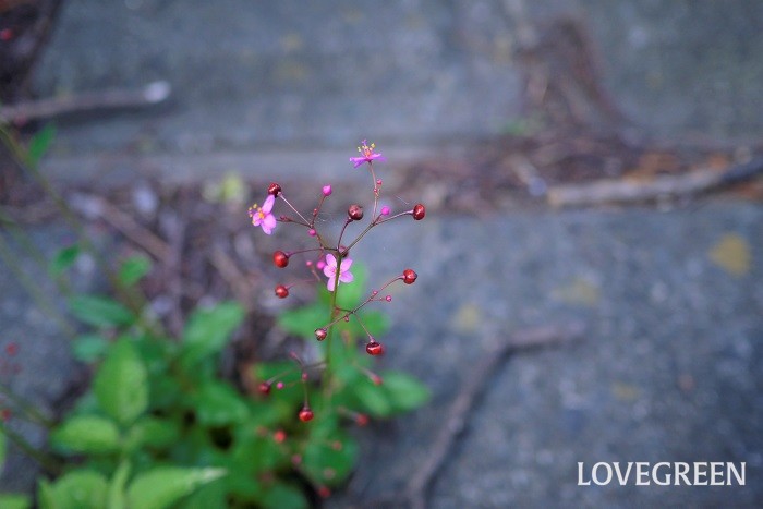 夏（6月～8月）に咲くピンク色の野草の花ハゼラン