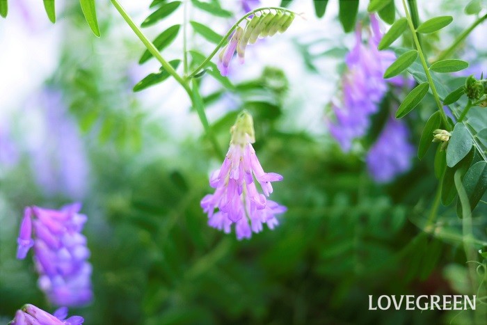 ナヨクサフジの花の特徴