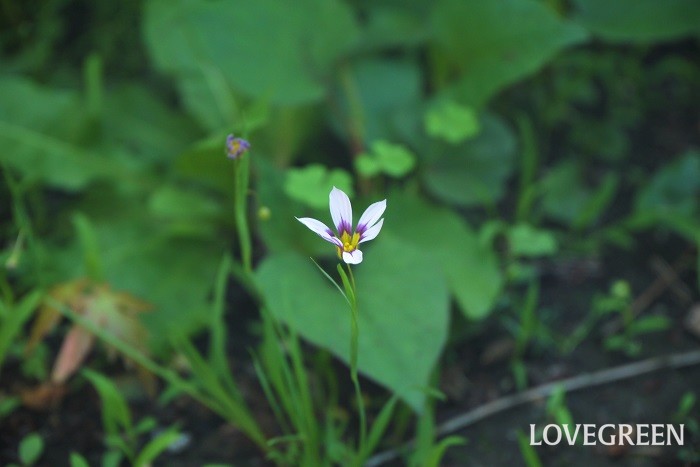 春（4月～5月）に咲く白色の野草の花ニワゼキショウ
