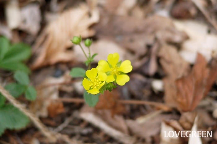 冬から早春（1月～3月）に咲く黄色の野草の花ミツバツチグリ