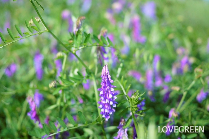 春（4月～5月）に咲く紫色の野草の花ナヨクサフジ