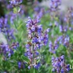 ハーブのセージとは。花言葉、浄化、使い方、料理、種類、育て方