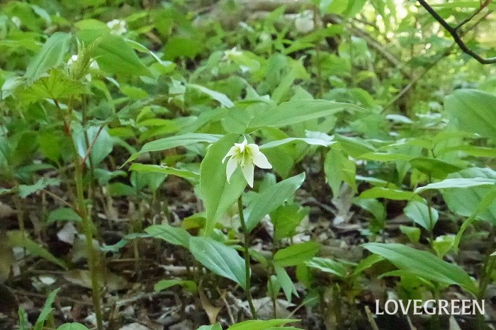 春（4月～5月）に咲く白色の野草の花チゴユリ