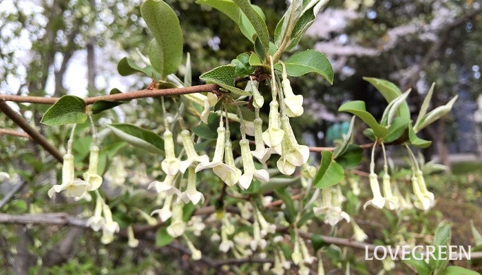 グミの花言葉 種類 特徴 色別の花言葉 Lovegreen ラブグリーン
