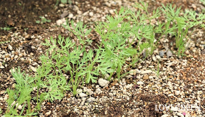 ニンジン 人参 栽培 種の選び方 種まき 発芽の様子 Lovegreen ラブグリーン