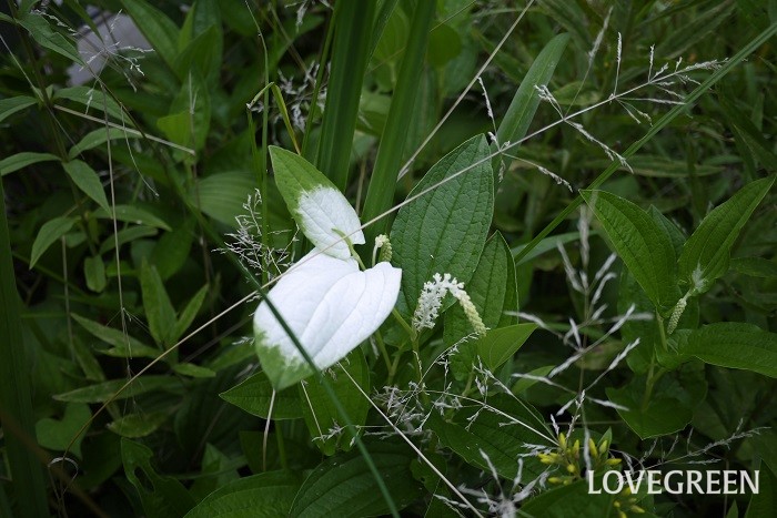 夏（6月～8月）に咲く白色の野草の花ハンゲショウ