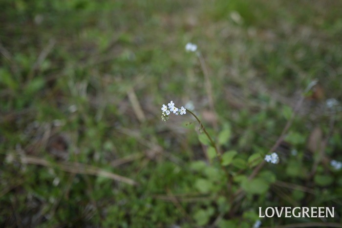 春（4月～5月）に咲く青色の野草の花キュウリグサ