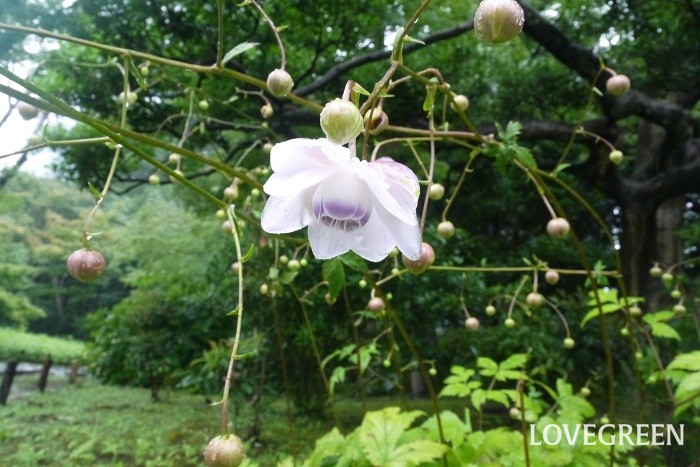 夏（6月～8月）に咲く紫色の野草の花レンゲショウマ