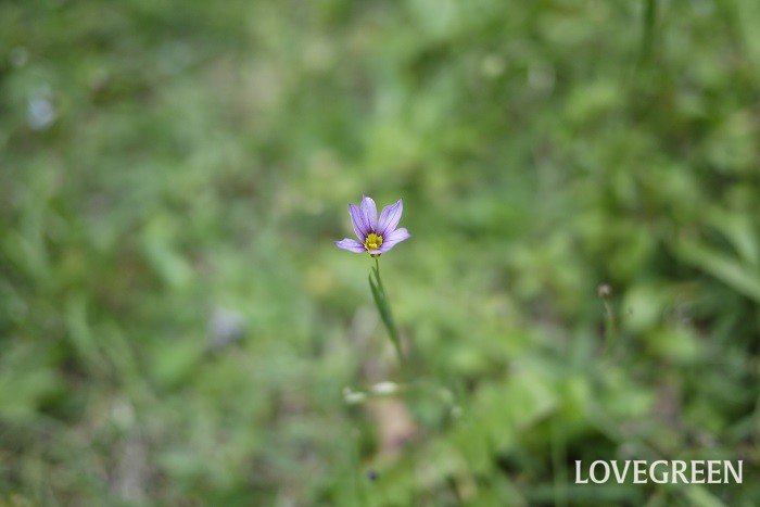 春（4月～5月）に咲く紫色の野草の花ニワゼキショウ