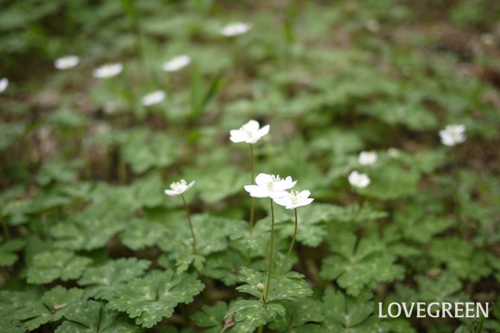 冬から早春（1月～3月）に咲く白色の野草の花ニリンソウ