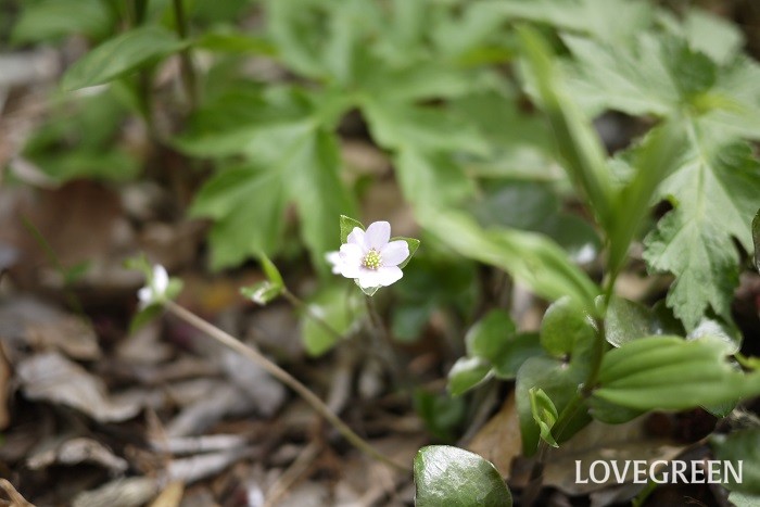冬から早春（1月～3月）に咲く白色の野草の花ミスミソウ