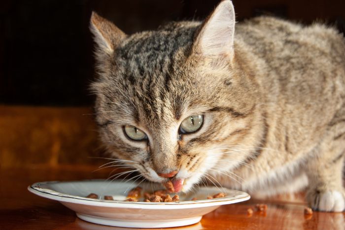 canva ネコ　フード