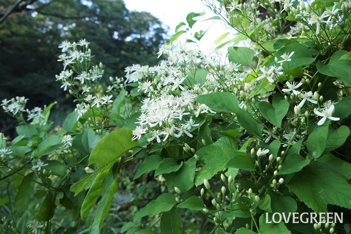 夏（6月～8月）に咲く白色の野草の花センニンソウ