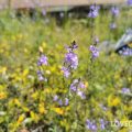 春（4月～5月）に咲く紫色の野草の花マツバウンラン